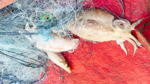 This is the world's 1st smart squid fishing robot