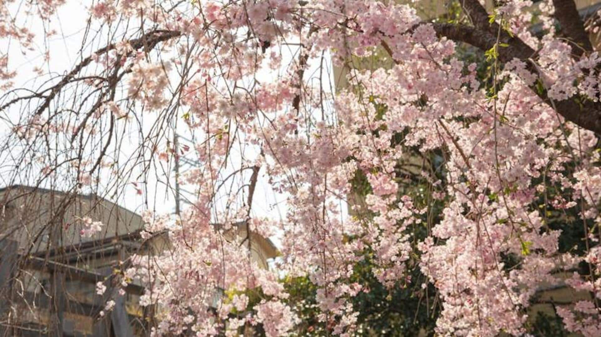 Kyoto, Japan: Cherry blossoms and samurai heritage unveiled