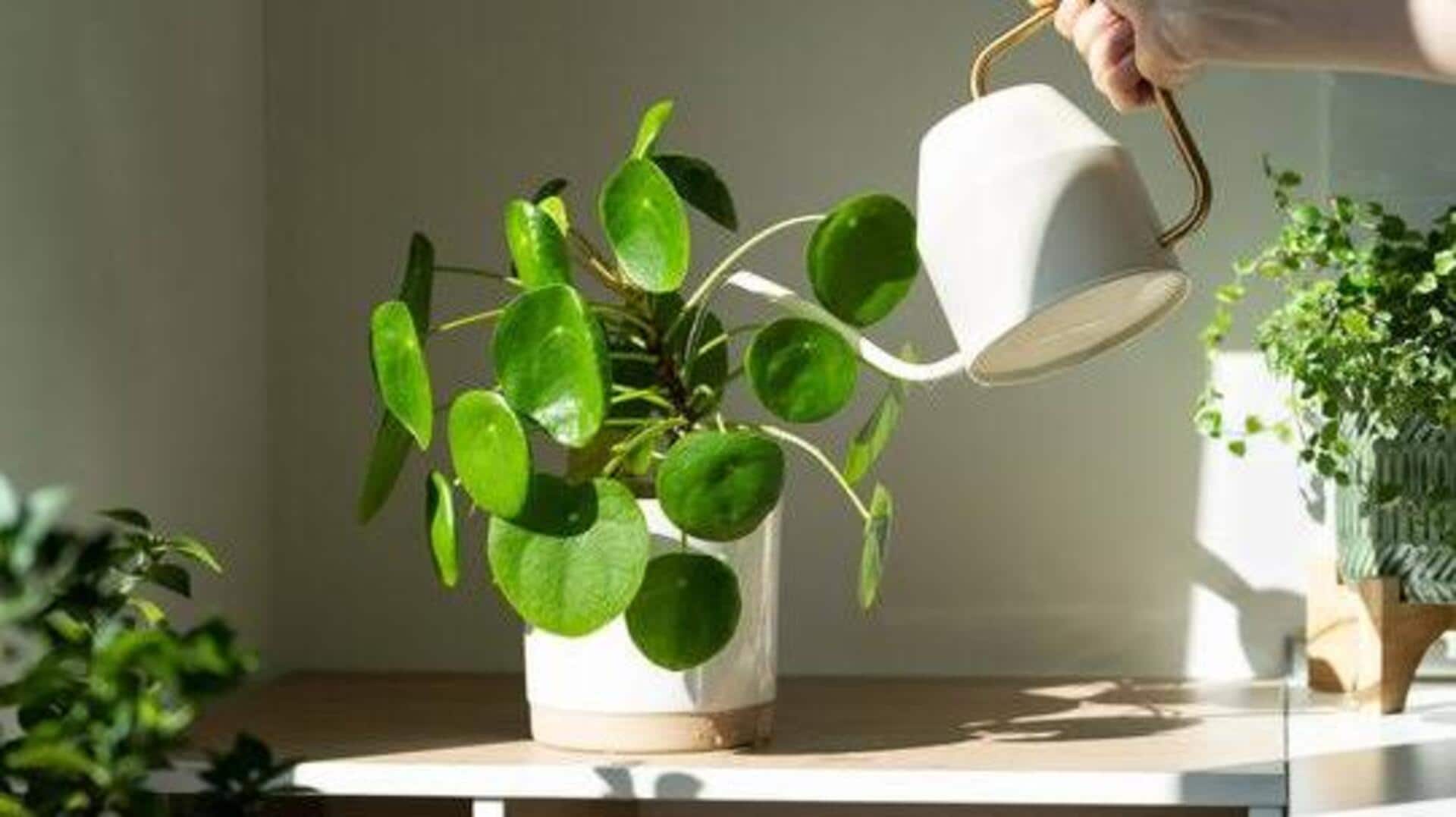 How to keep your indoor plants clean naturally 
