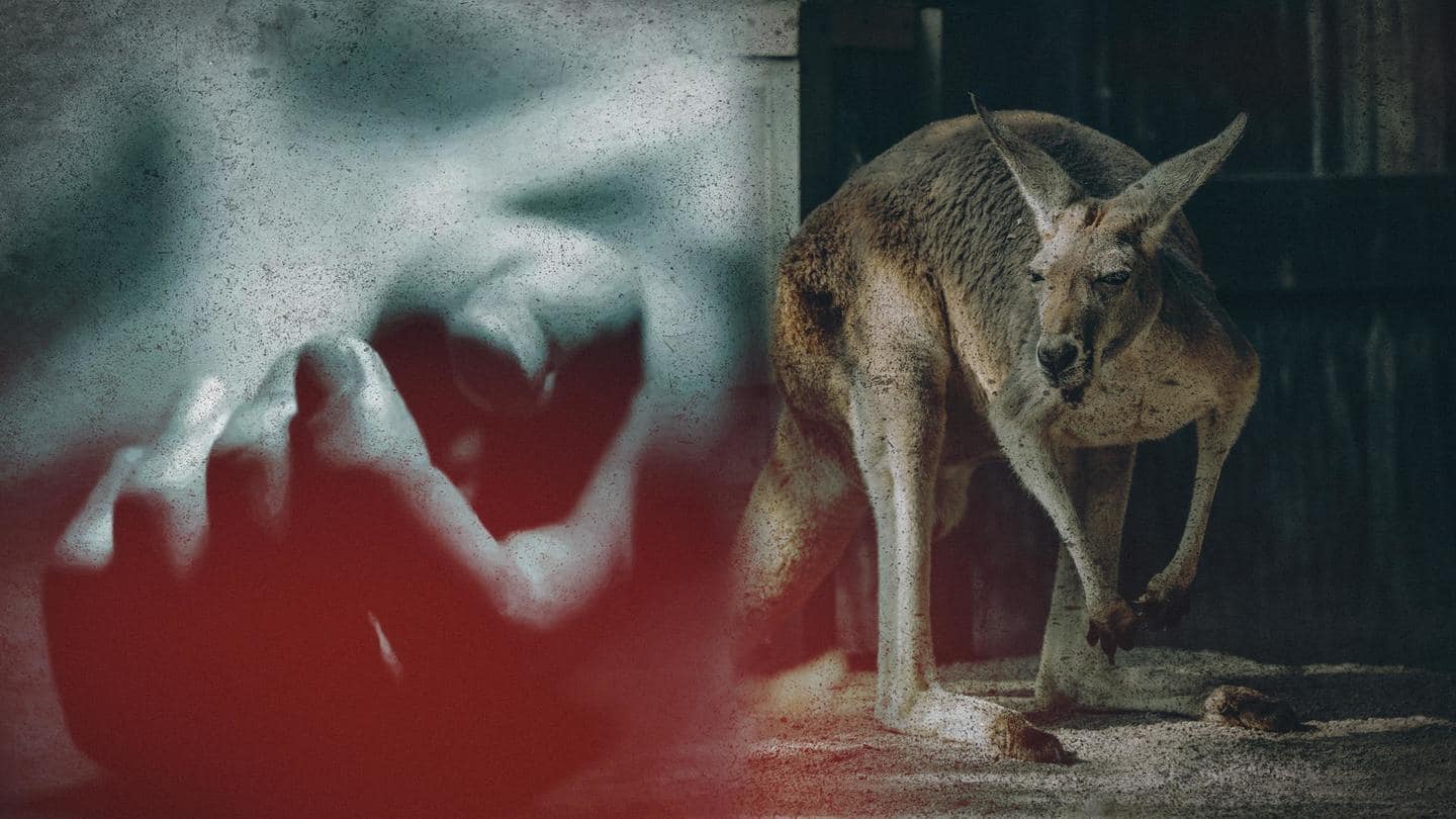 Australia: Kangaroo kills 77-year-old man who had it as pet
