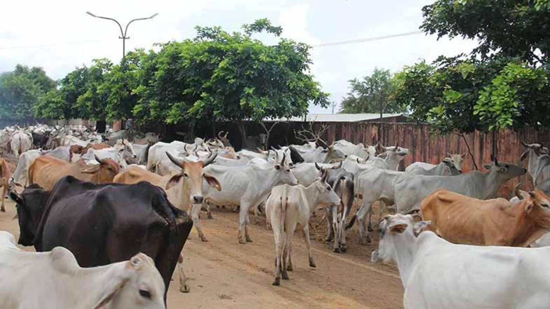 Audit exposes irregularities worth ₹57cr in Rajasthan's cow protection scheme 