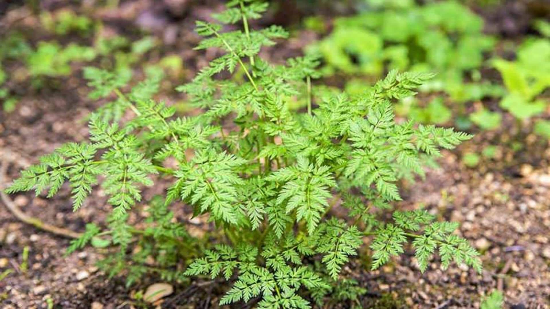 How to grow chervil at home