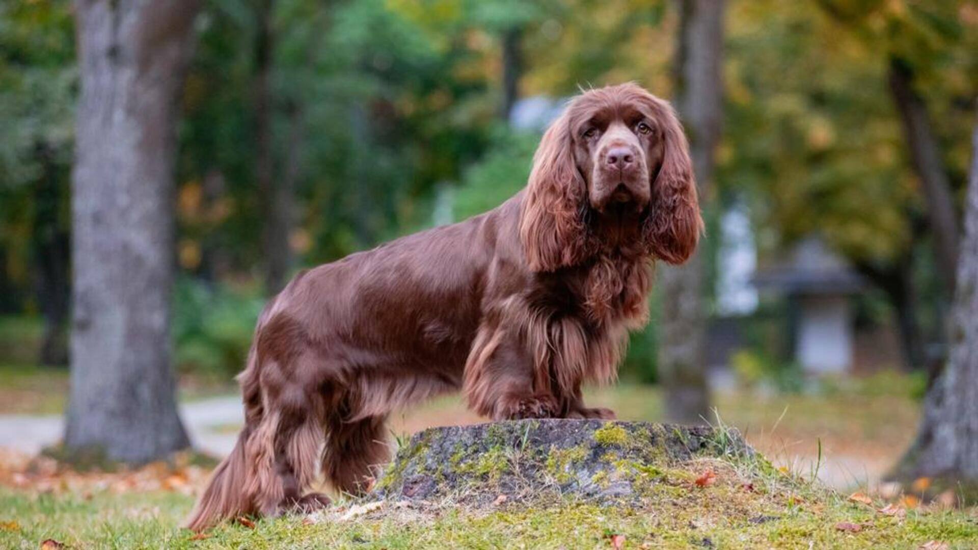 Sussex Spaniel calming techniques guide