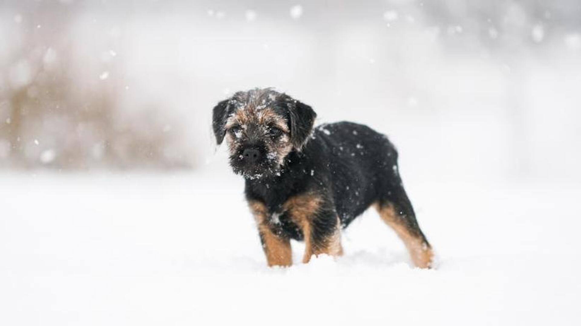 Border Terrier mud-proofing techniques