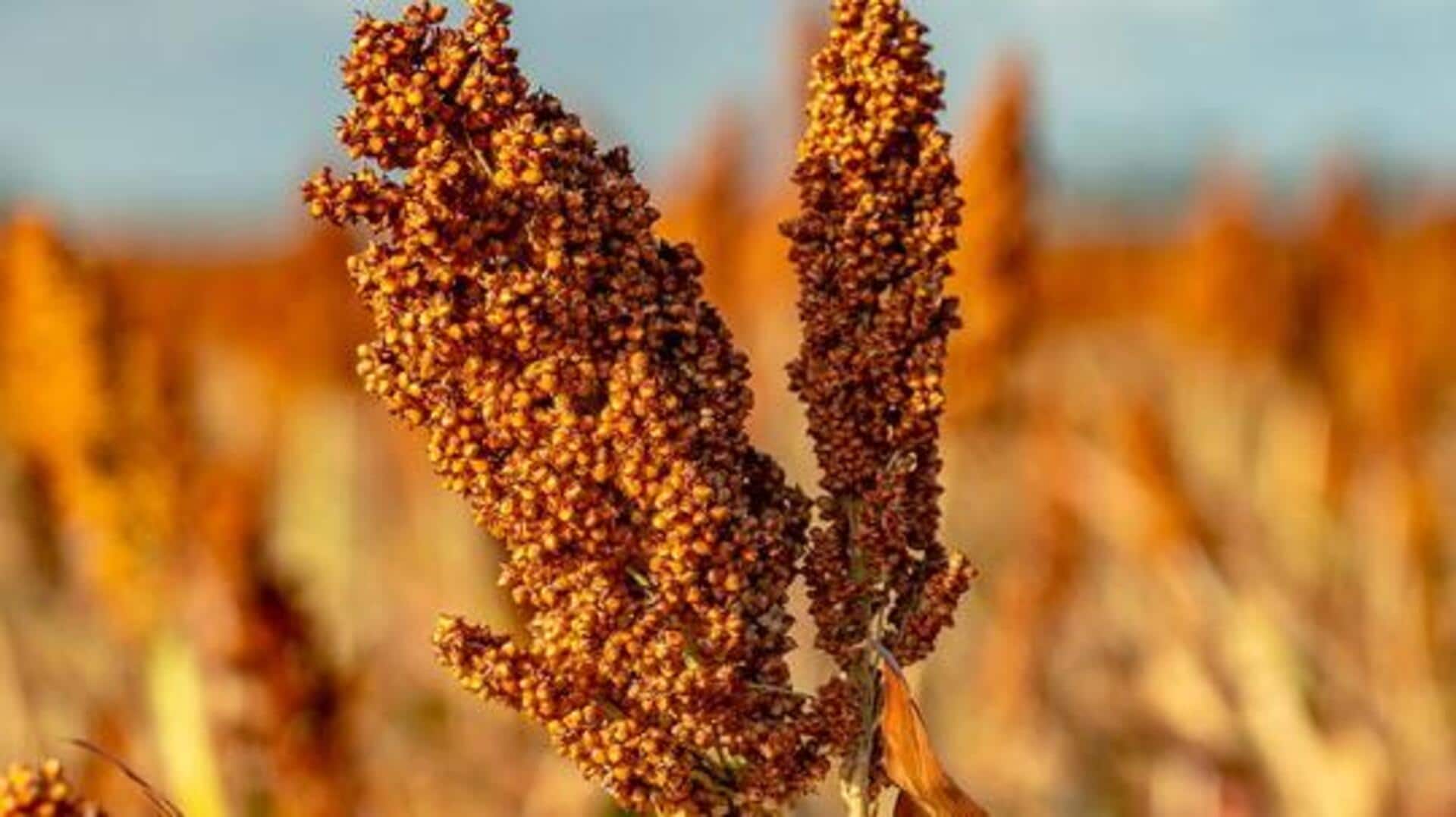 5 traditional dishes featuring sorghum