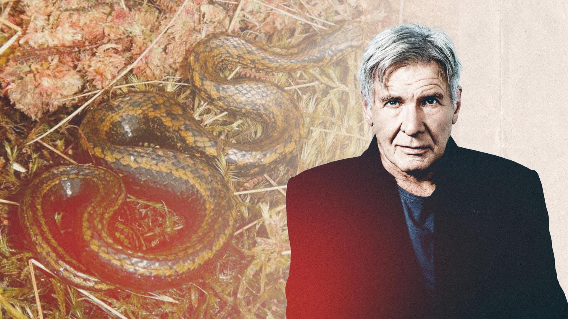 New snake species named after Hollywood actor Harrison Ford