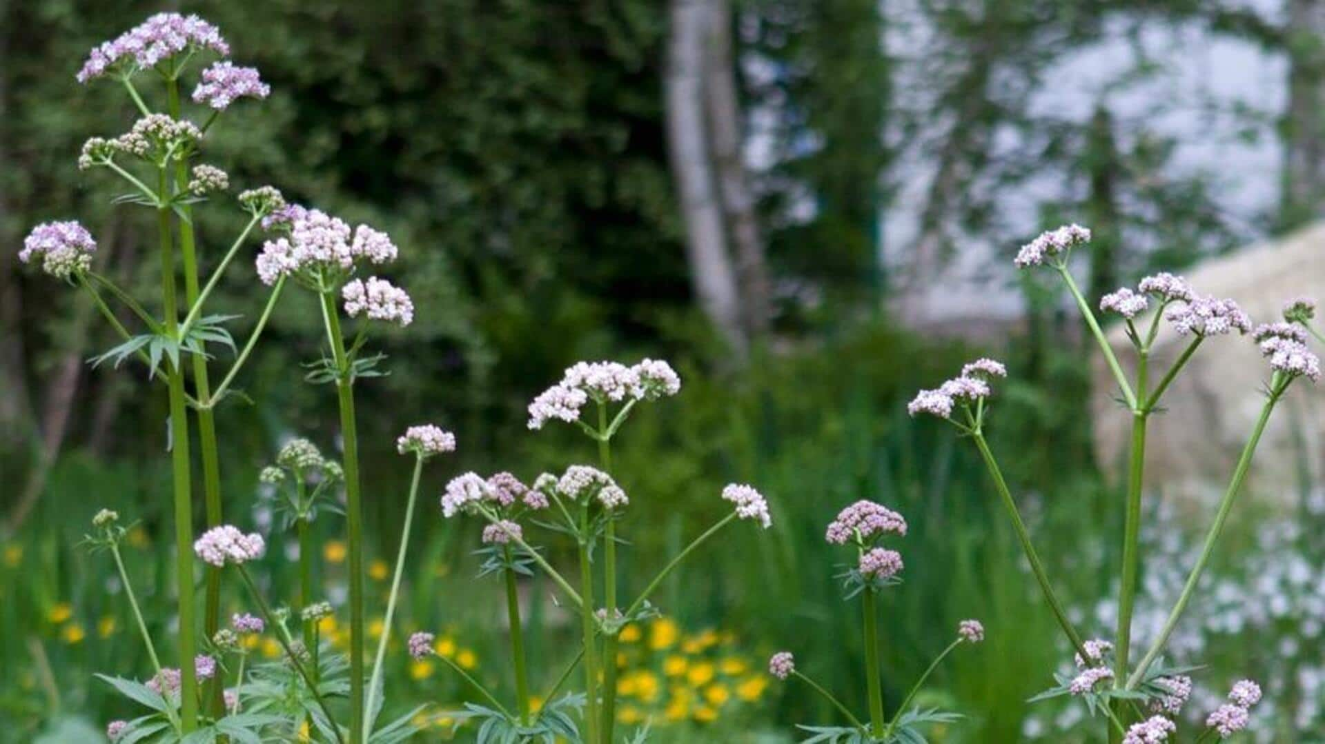 Valerian root for deep sleep: Benefits and how to use