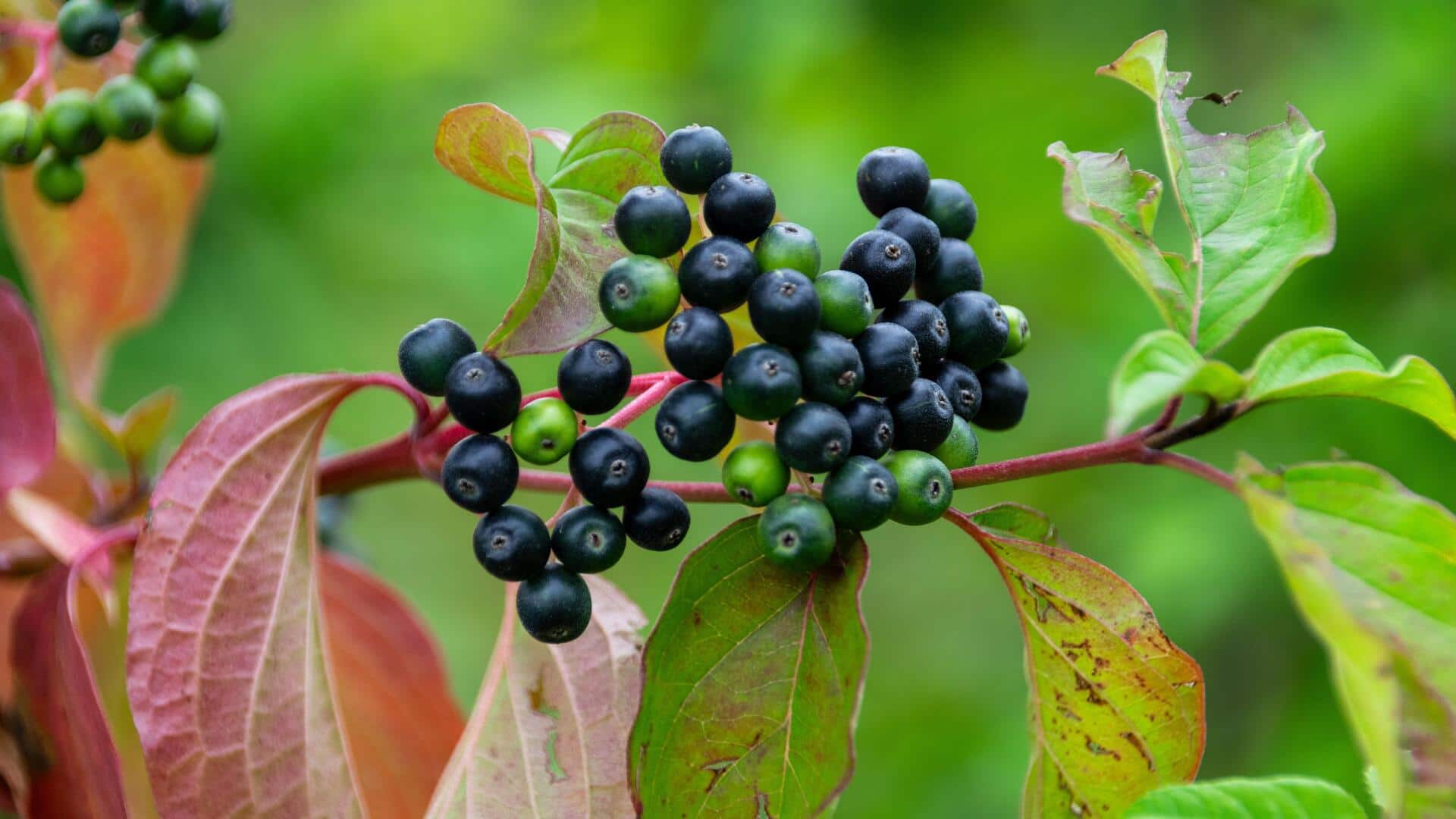 Maqui berry: The superfood you need in your pantry