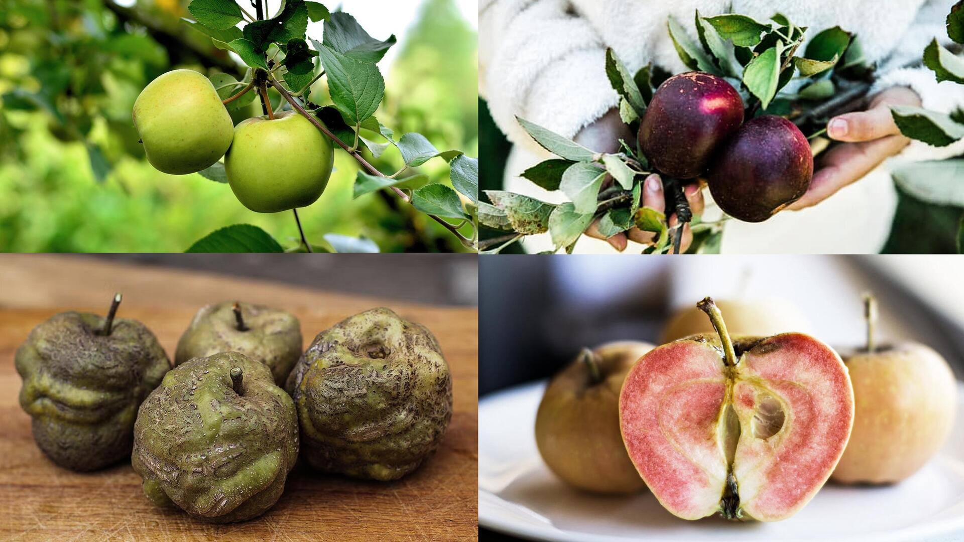 National Apple Month: Lesser-known apples that you didn't know existed