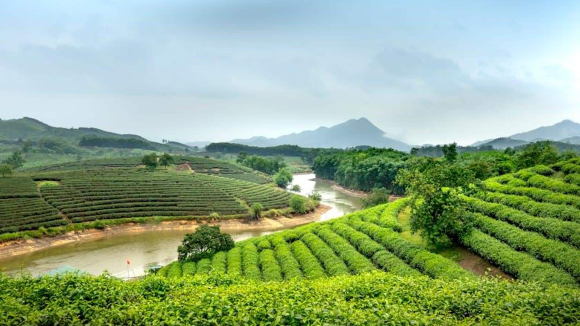 Must-see tea plantations around the world Must-see tea plantations around the world