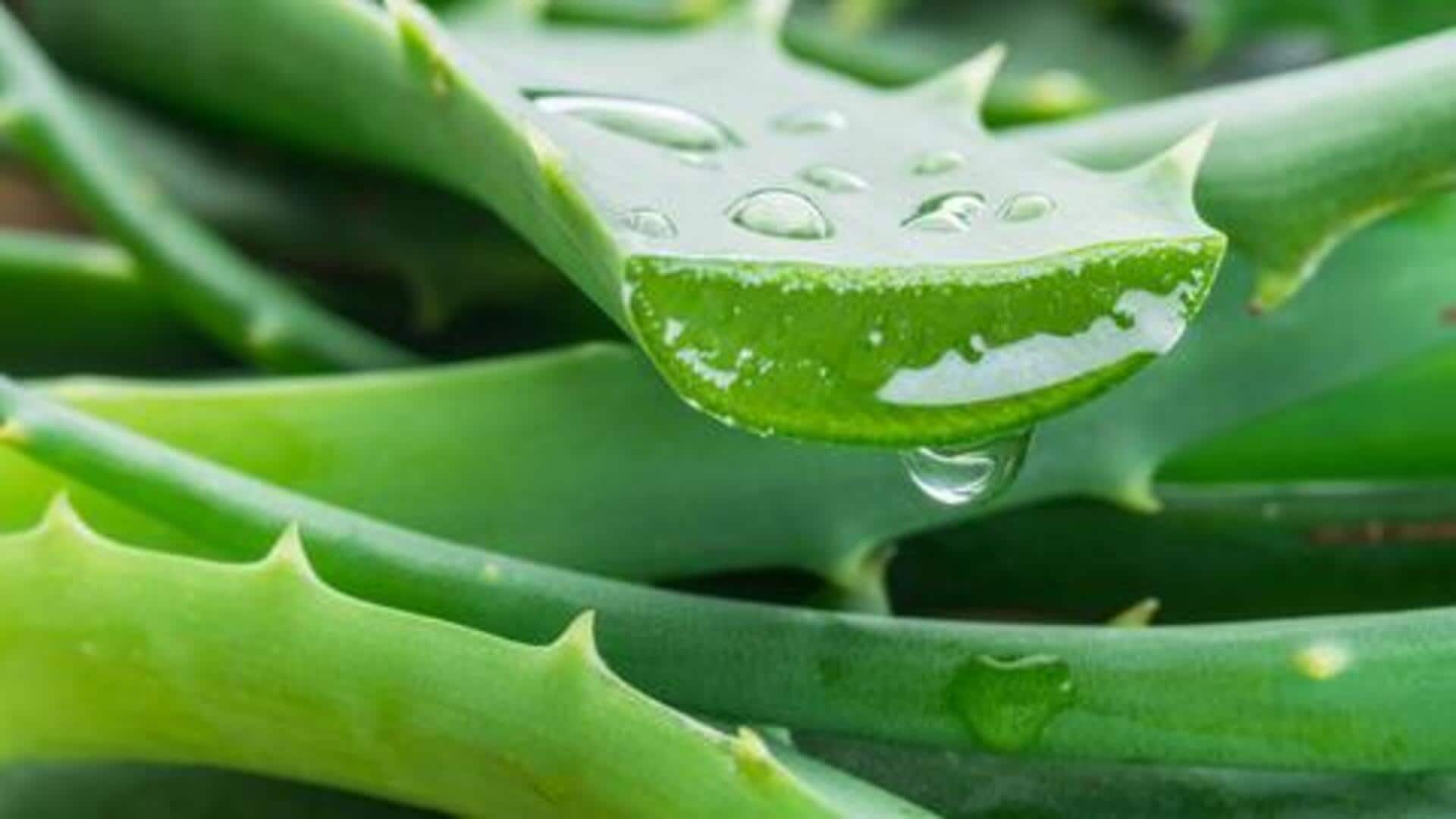 5 ways to use aloe vera for overall wellness 5 ways to use aloe vera for overall wellness