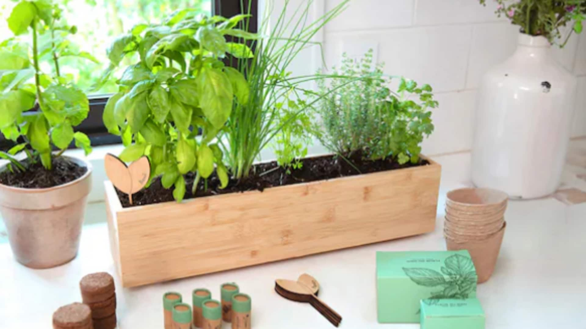 Affordable DIY indoor herb garden kits