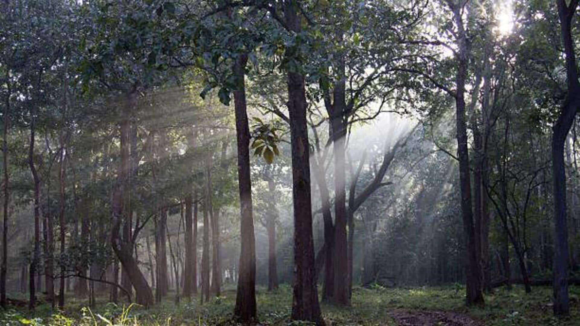 Escape the crowds: 5 peaceful forests in India