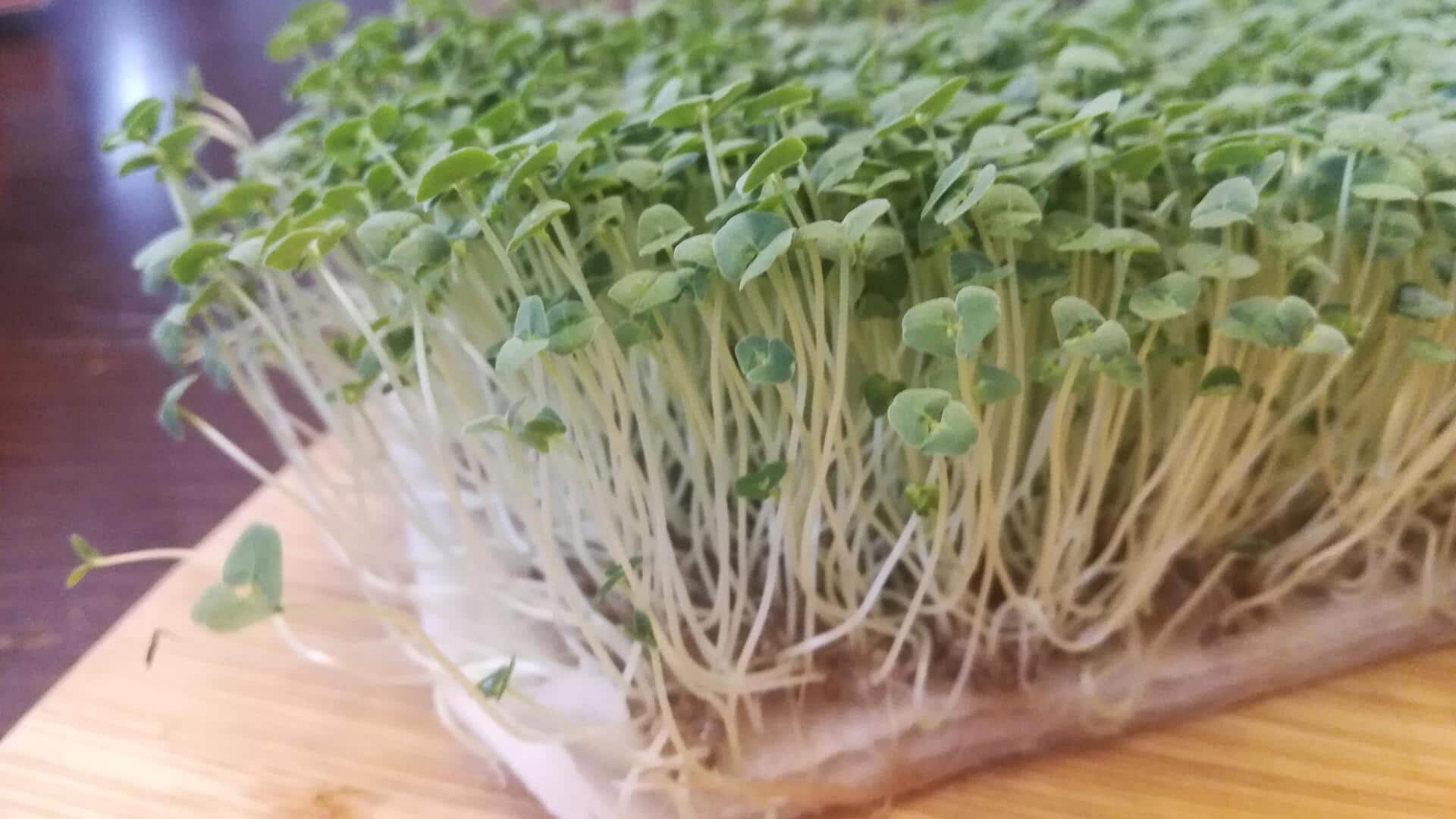 Chia sprouts: The superfood you didn't know you needed