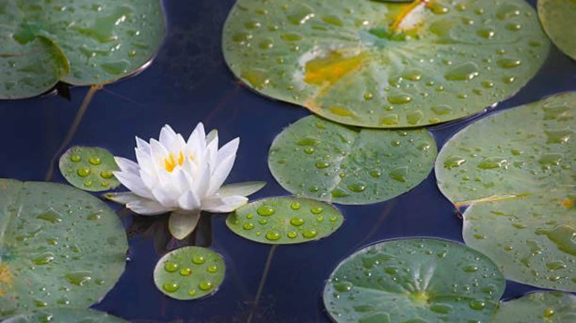 Amazing health benefits of water lily