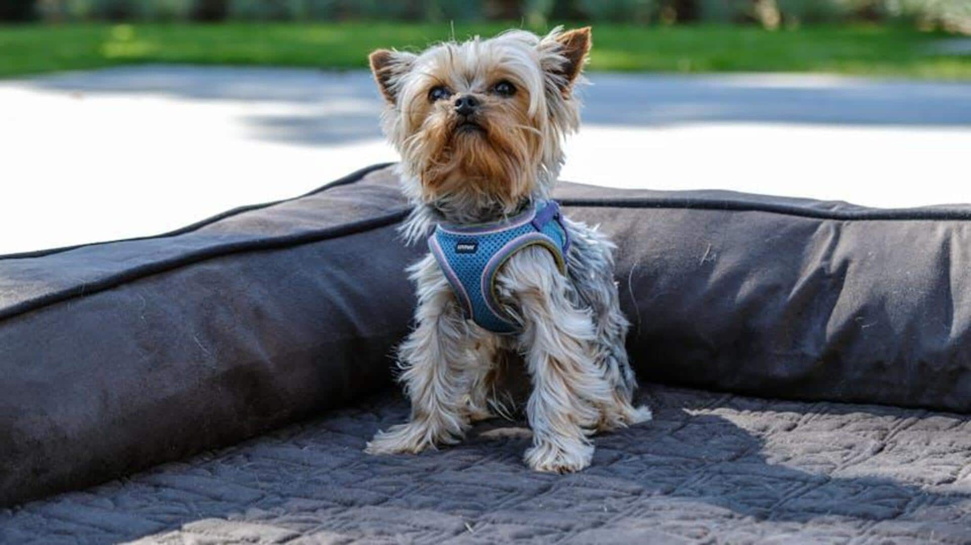Eco-friendly dog beds: A smart choice for clean homes