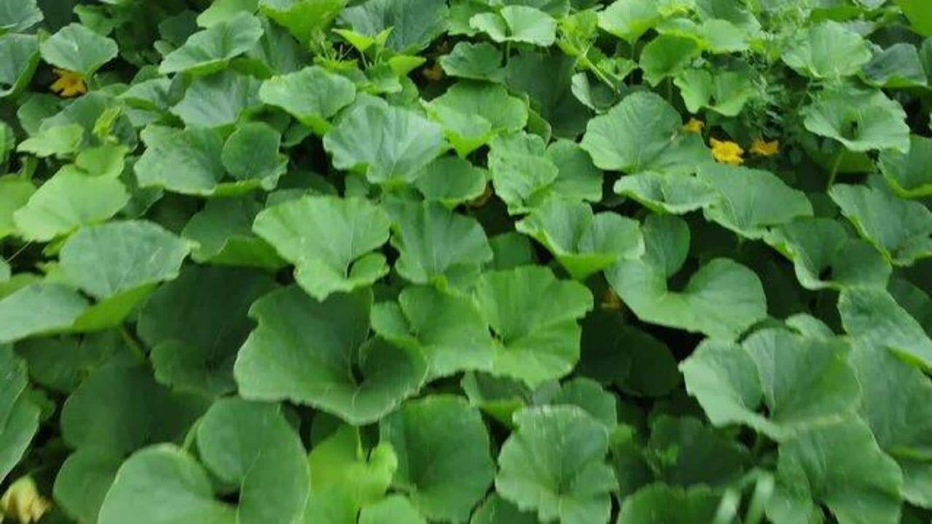 How to cook with pumpkin leaves How to cook with pumpkin leaves