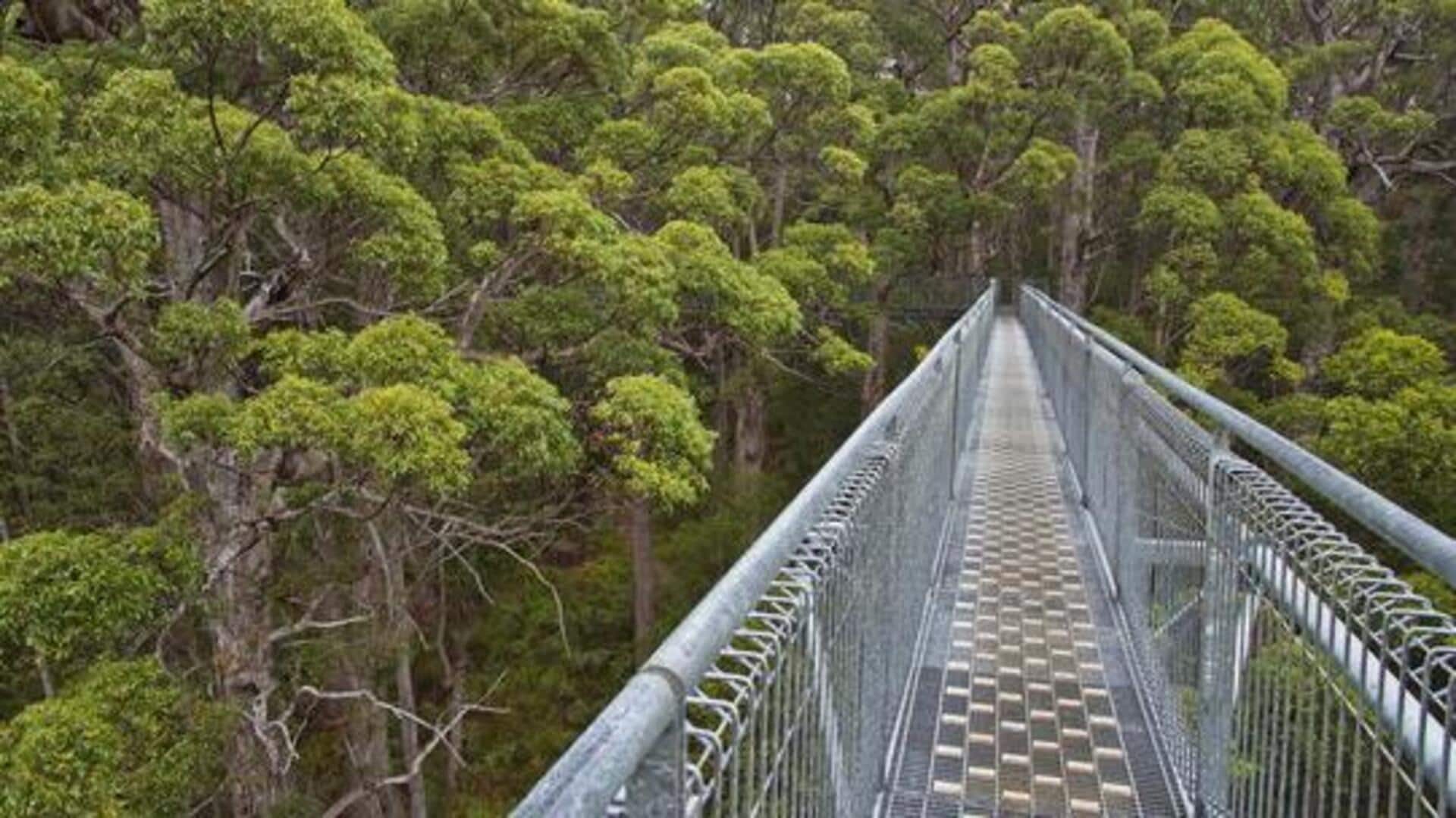 Canopy adventures: 5 treetop walks worth exploring