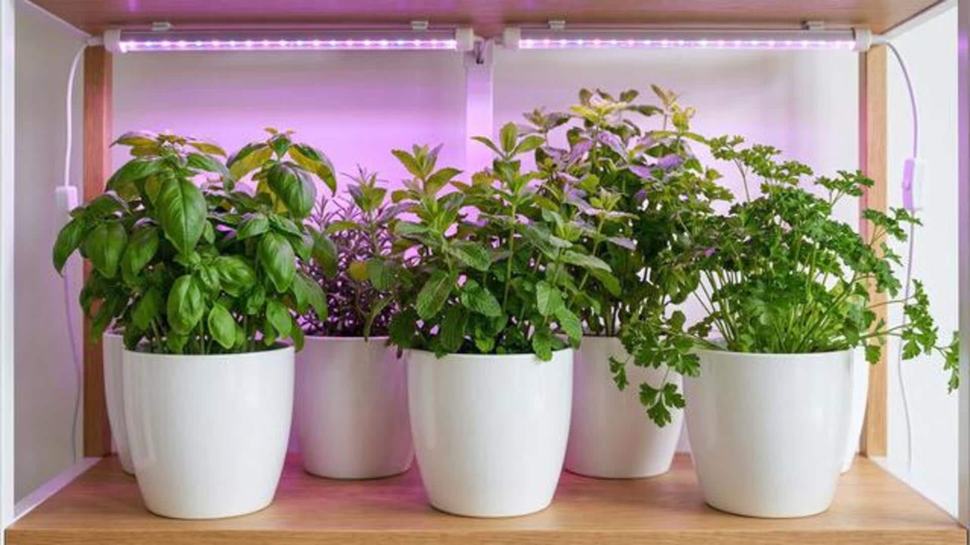 How to grow parsley with LED lights