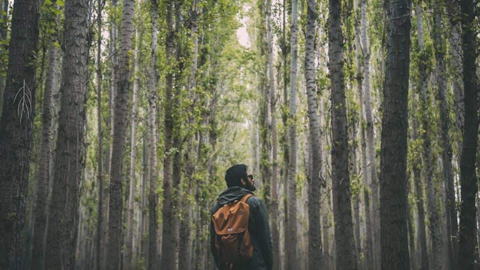 Forest bathing: How this mindful practice naturally heals Forest bathing: How this mindful practice naturally heals