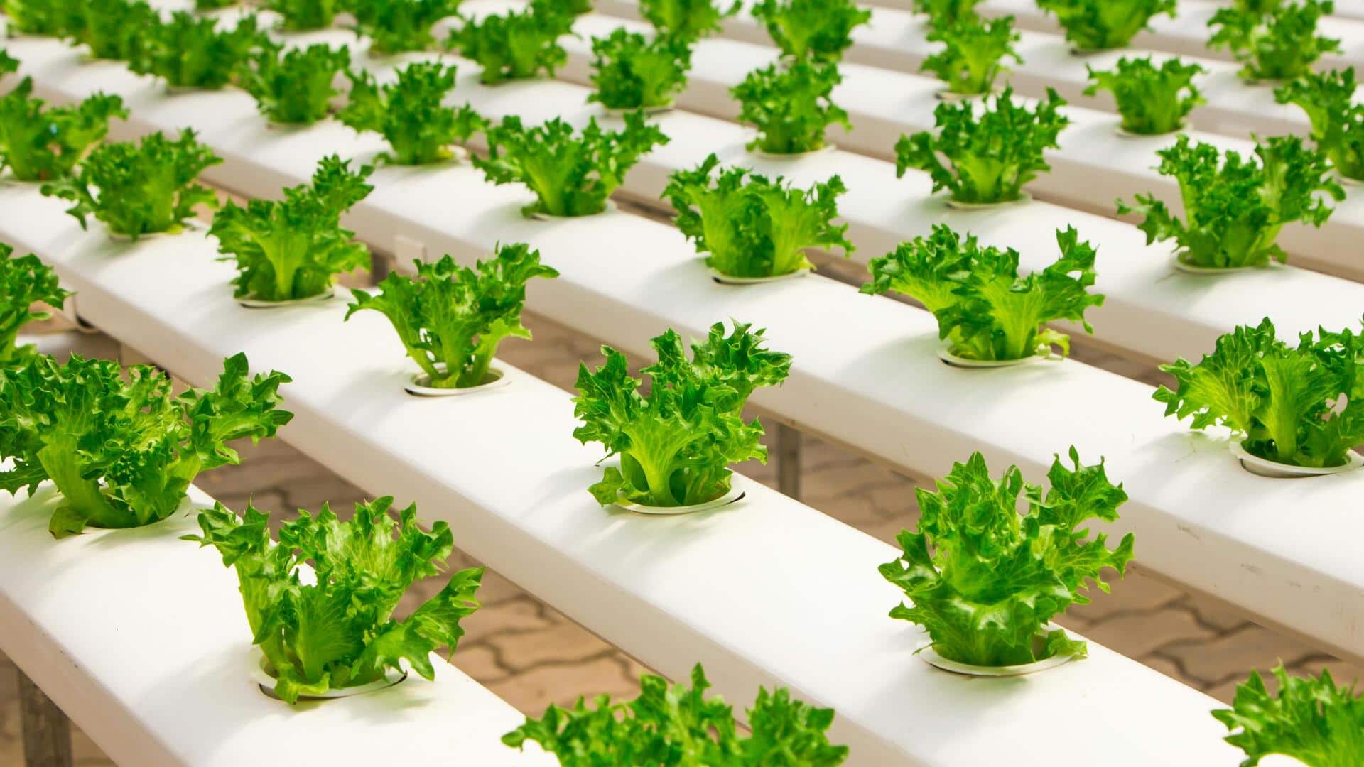 Hydroponics 101: The easiest way to grow mint indoors