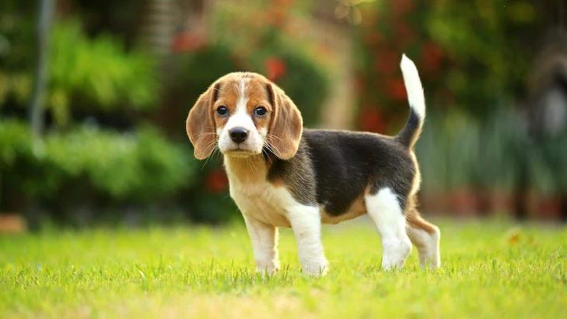 Take note of these Beagle puppy housebreaking tips