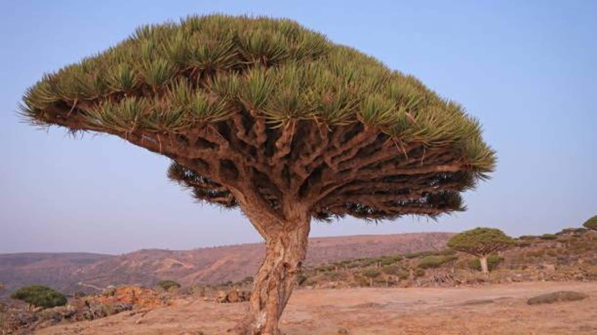 Socotra Island: Exploring the enigmatic dragon trees