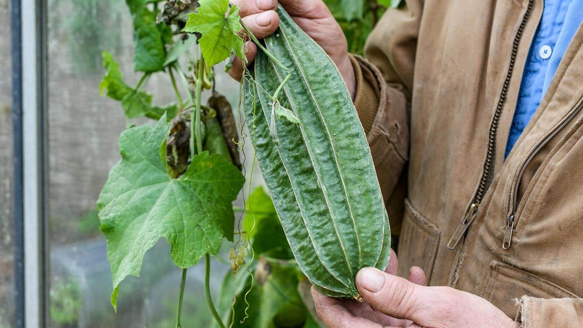 Grow your own loofahs at home—it's easy!