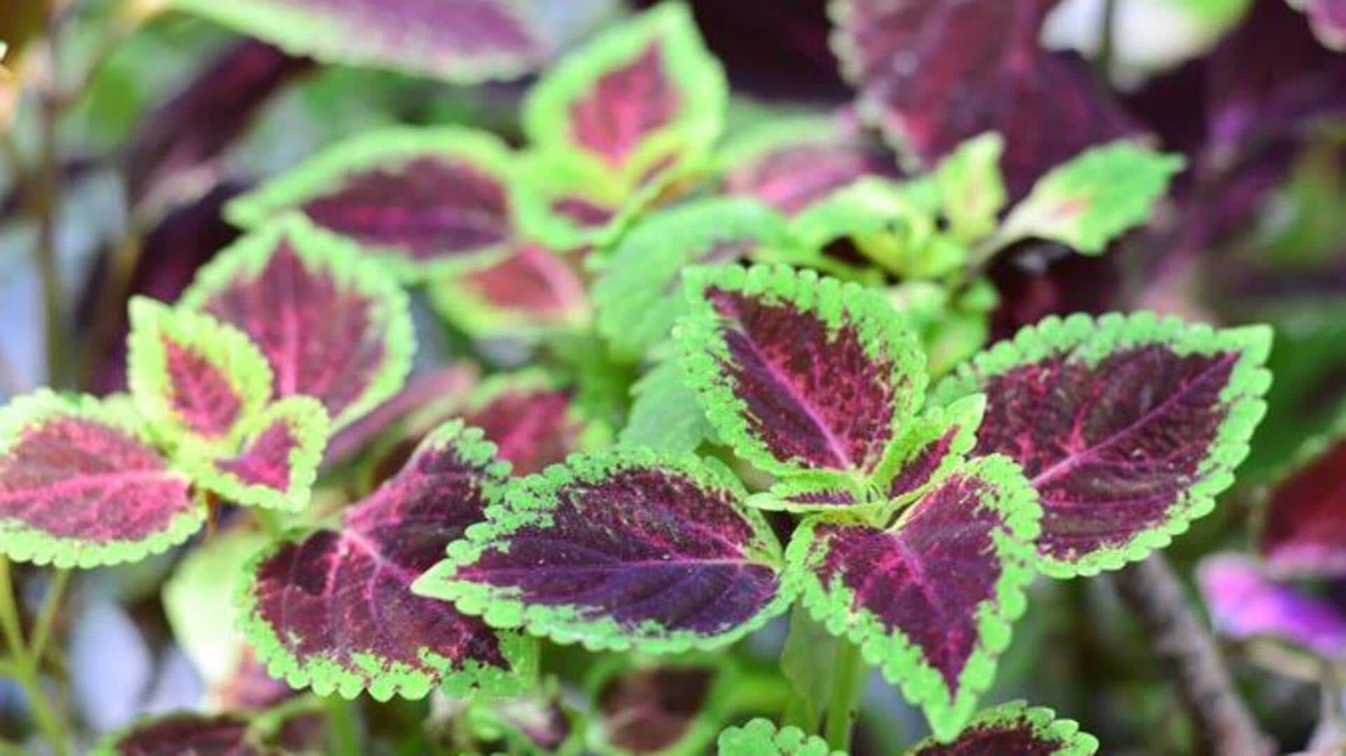 How to grow coleus at home