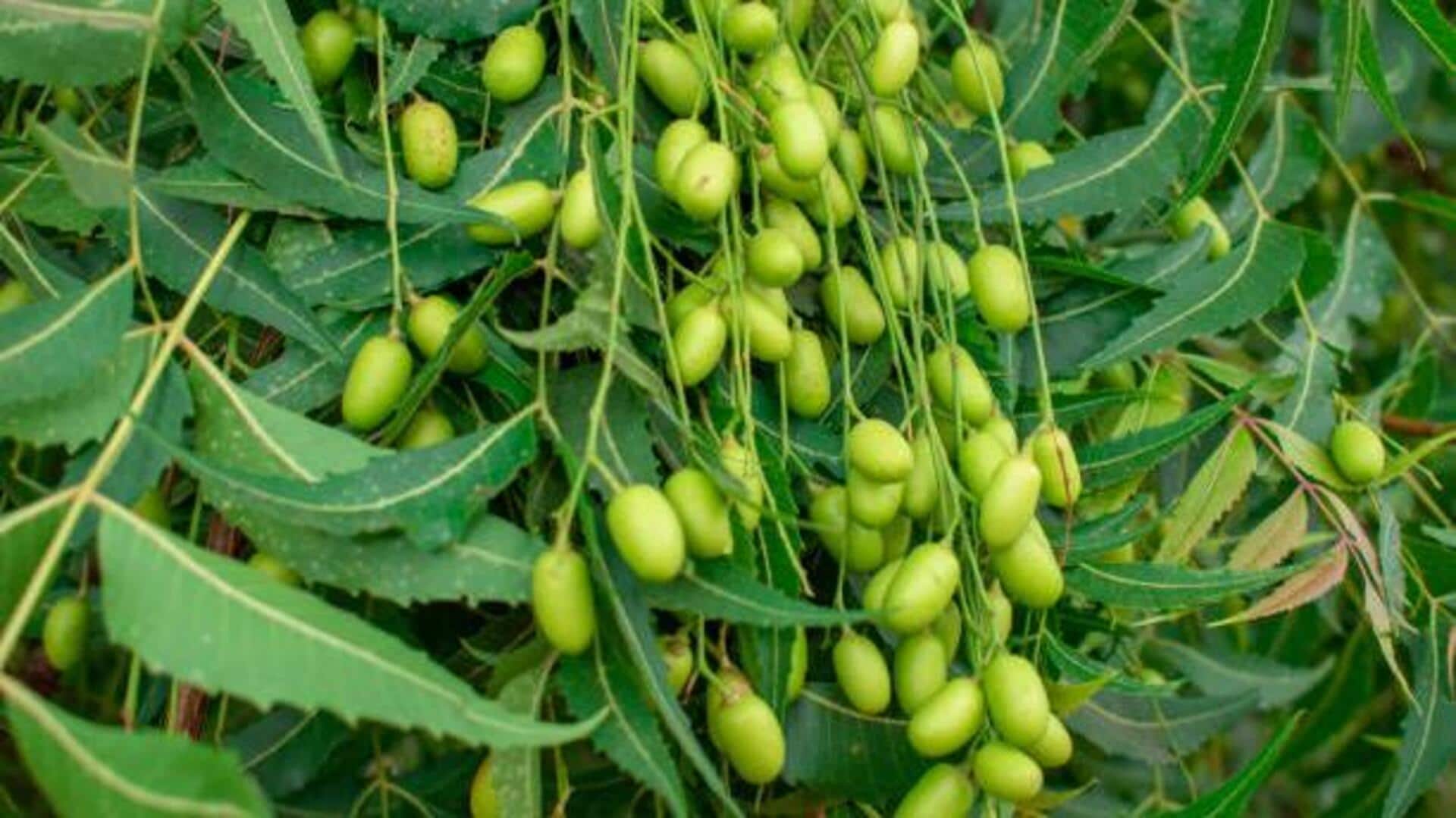 How neem is used in traditional medicine