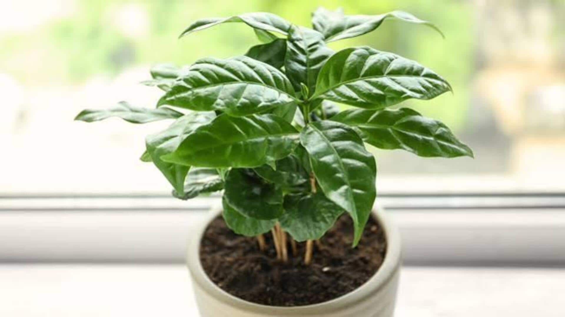 How to grow coffee plants at home