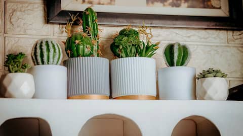 5 tricks to display indoor plants beautifully