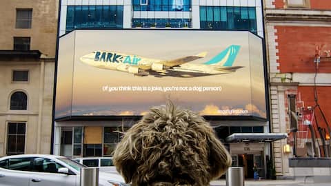 BARK unveils luxury charter flight service for dogs