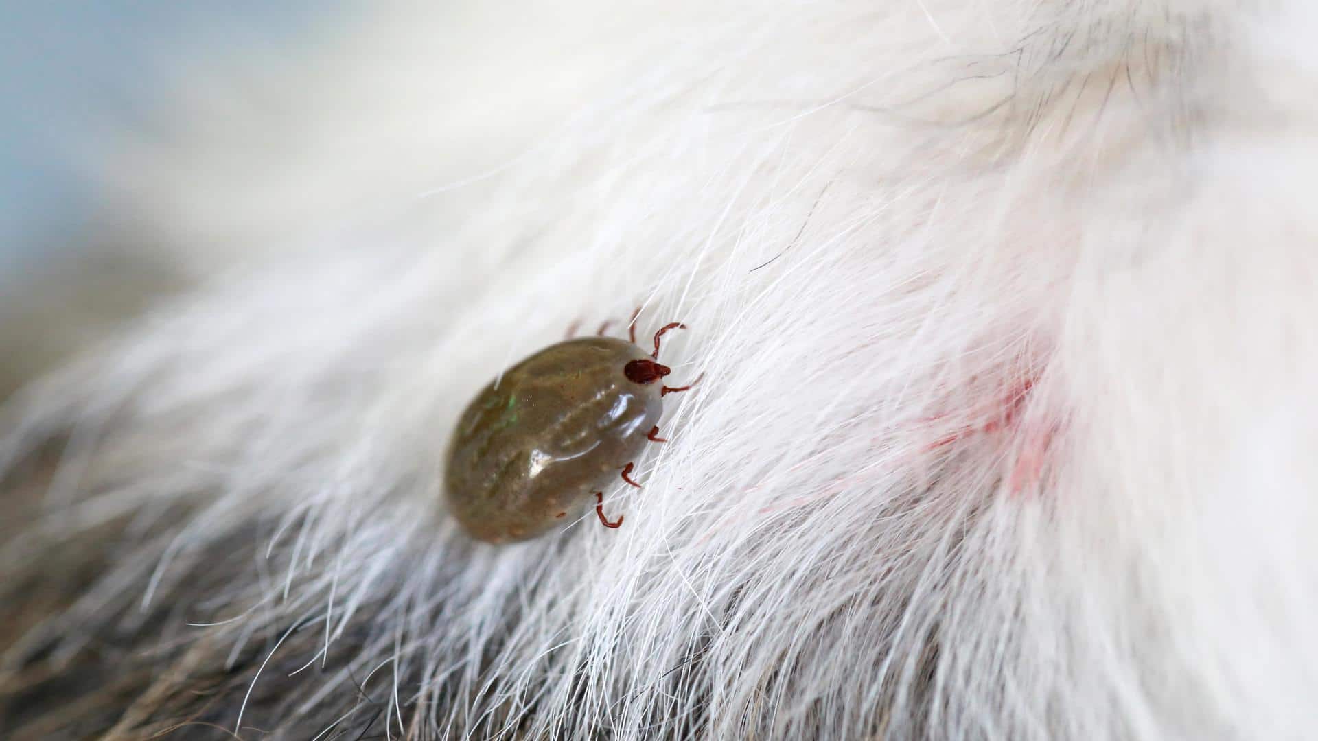Ticks in your dog? Try these home remedies