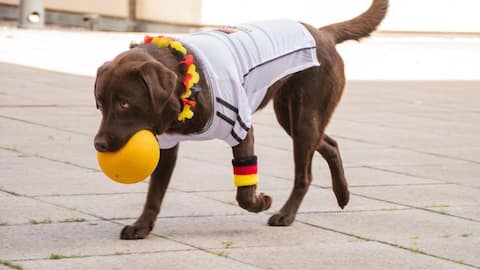 Dogs show ability to link words with objects, study reveals