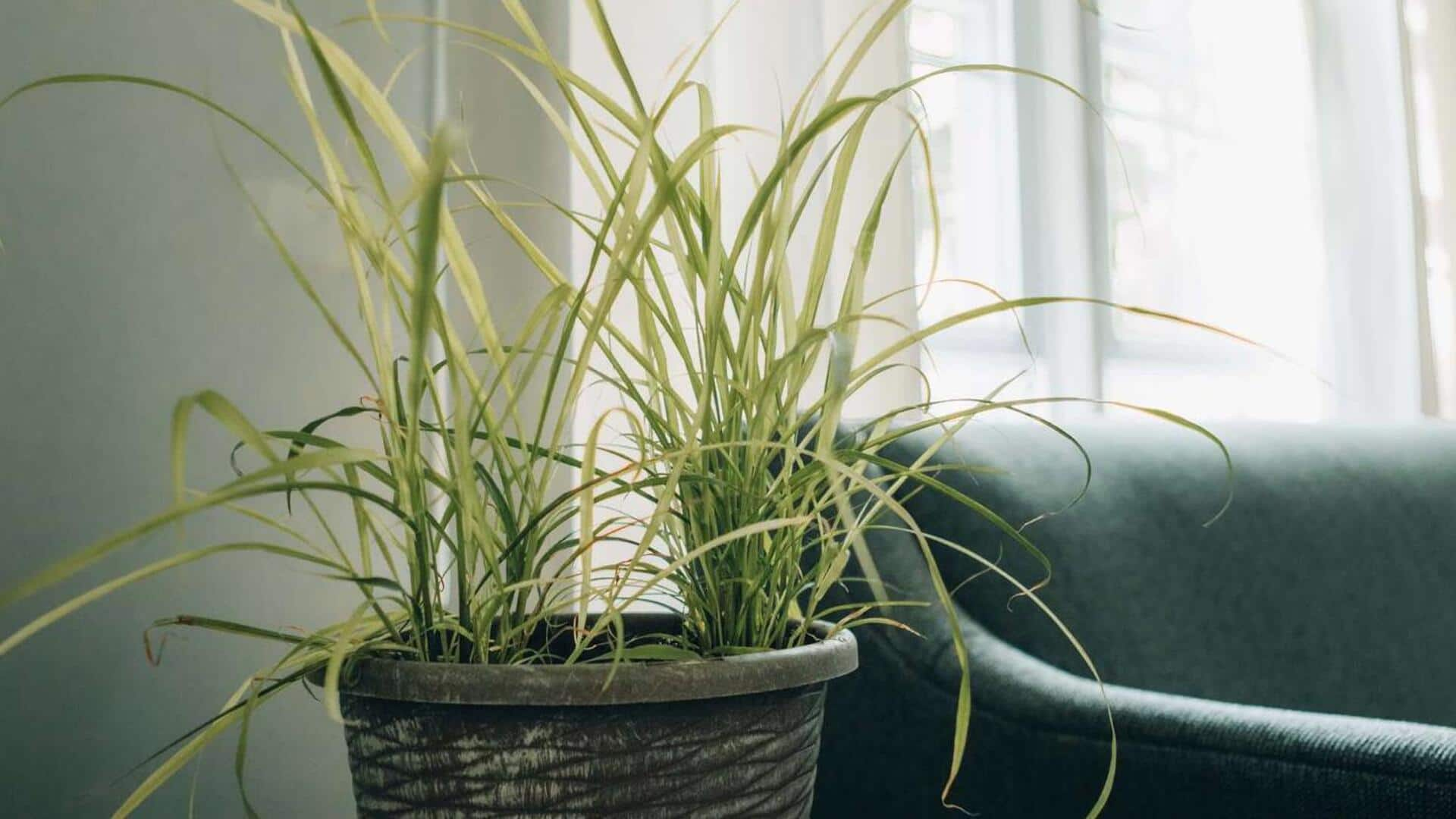 Planting fragrant lemongrass in kitchen herb gardens