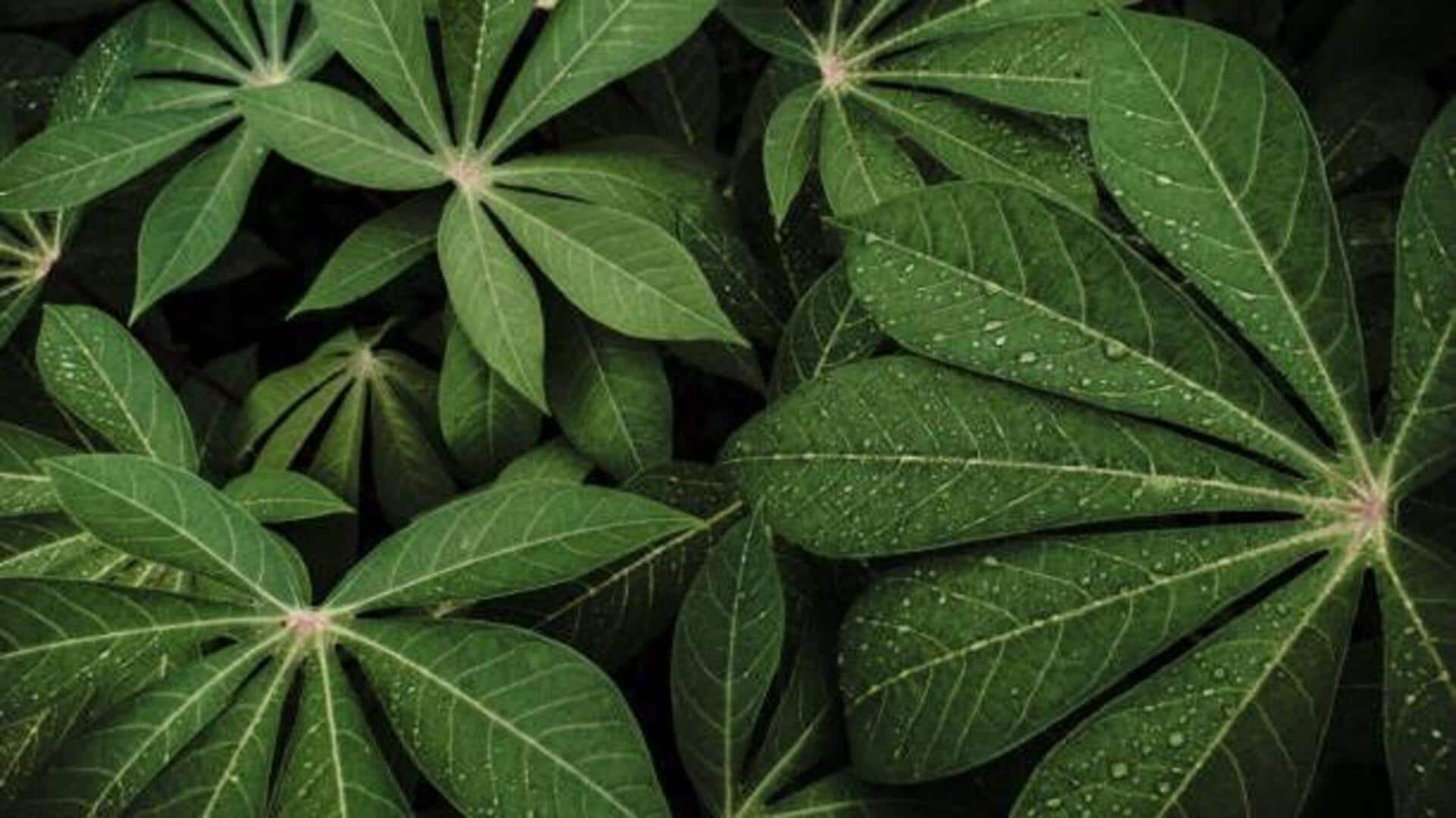 Cassava leaf creations: 5 recipes you'll love Cassava leaf creations: 5 recipes you'll love