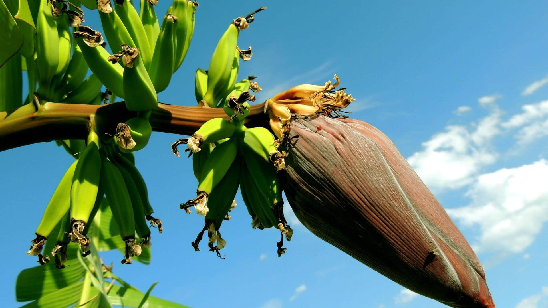 From salad to fritters: 5 ways to enjoy banana flowers