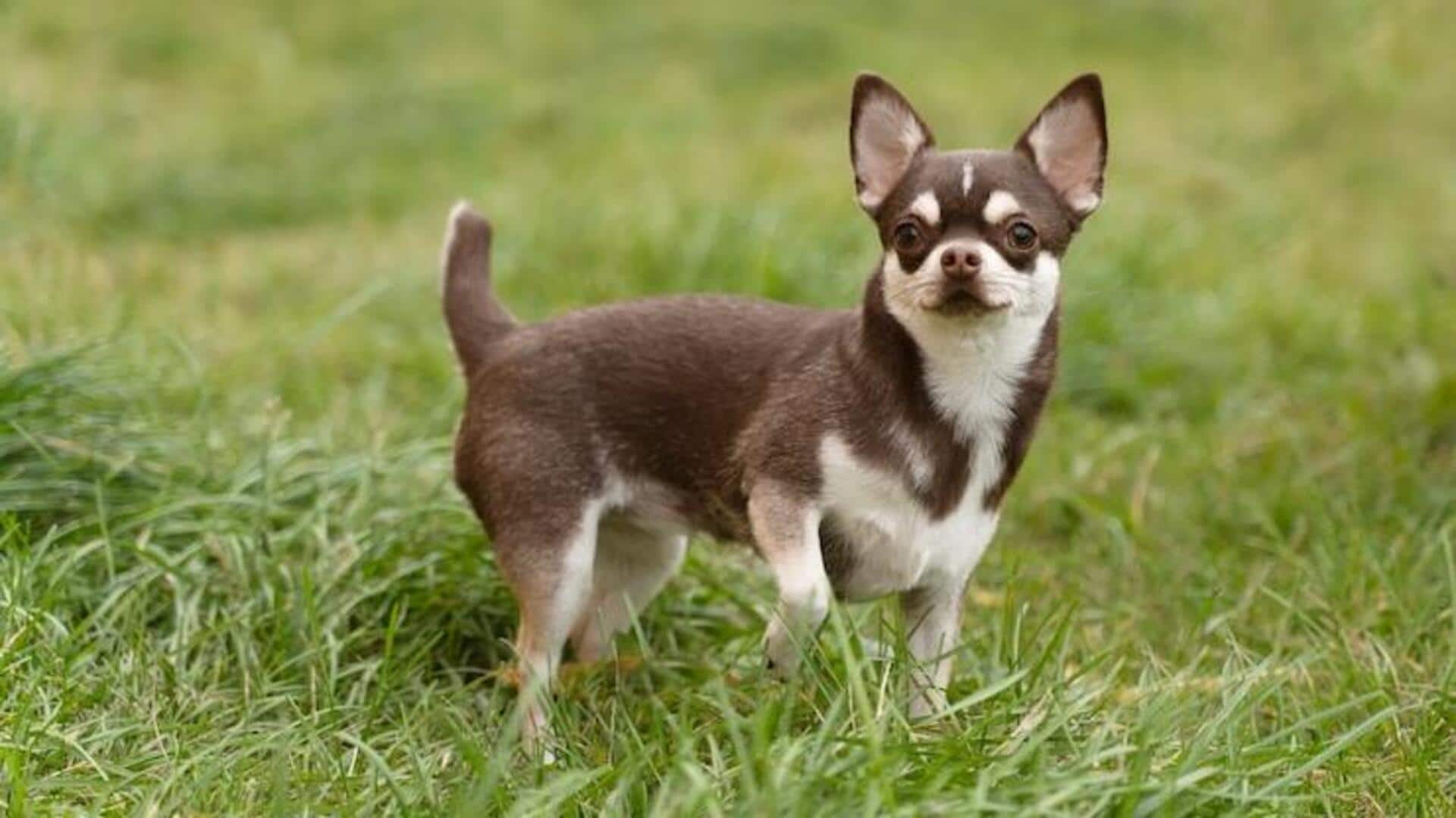 Chihuahua socialization and behavior management: Tips to note