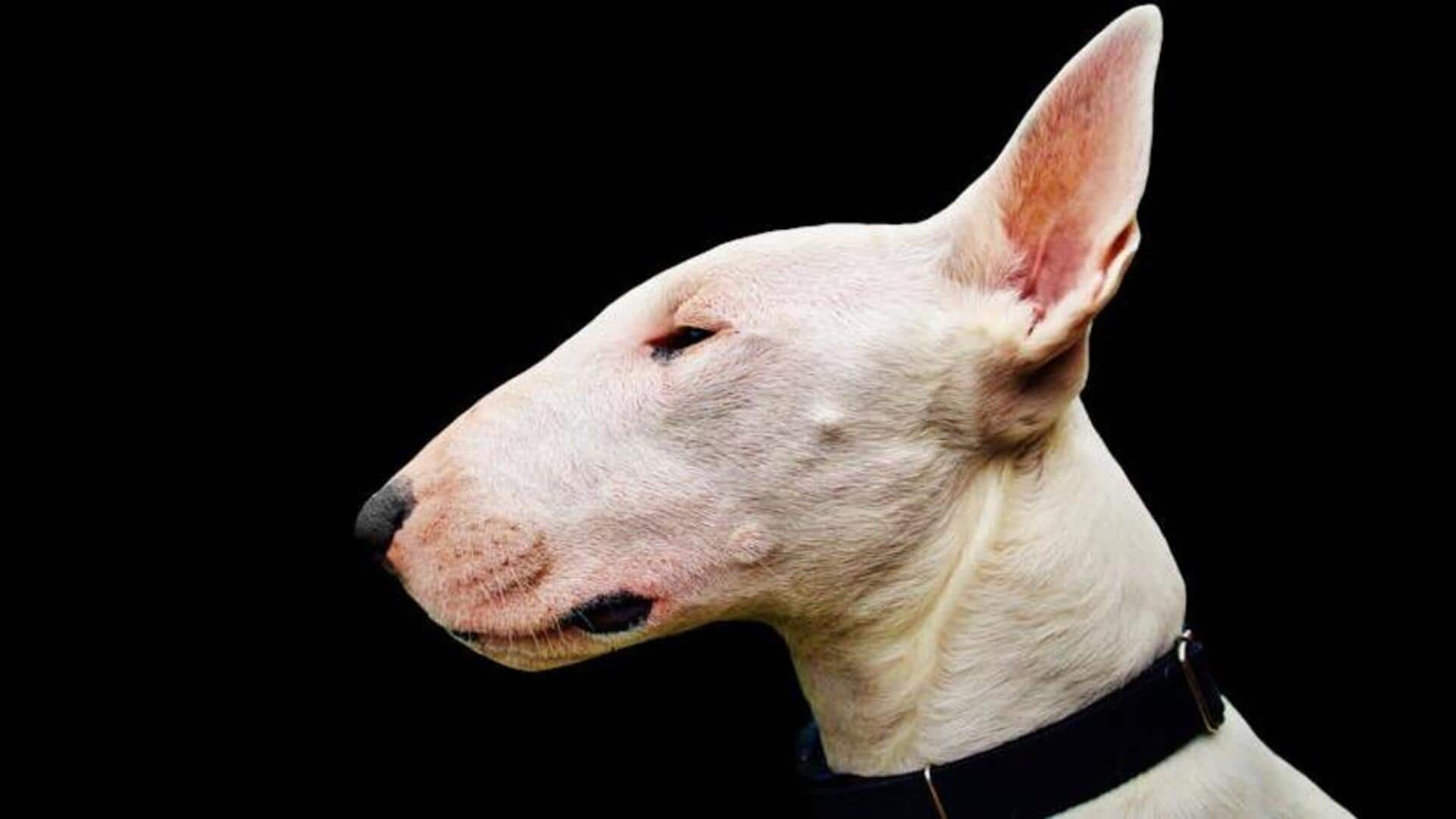 Check out Bull Terrier's dental care tips