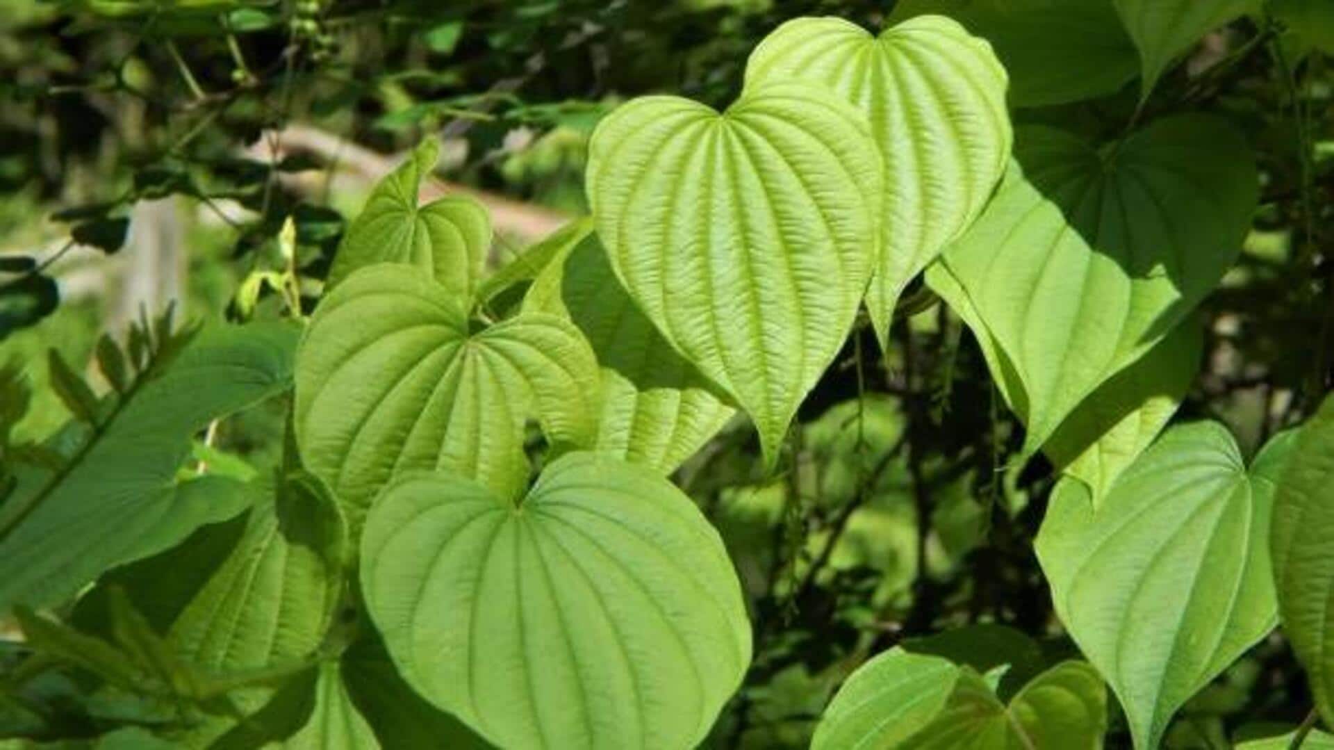 How to use yam leaves in your recipes