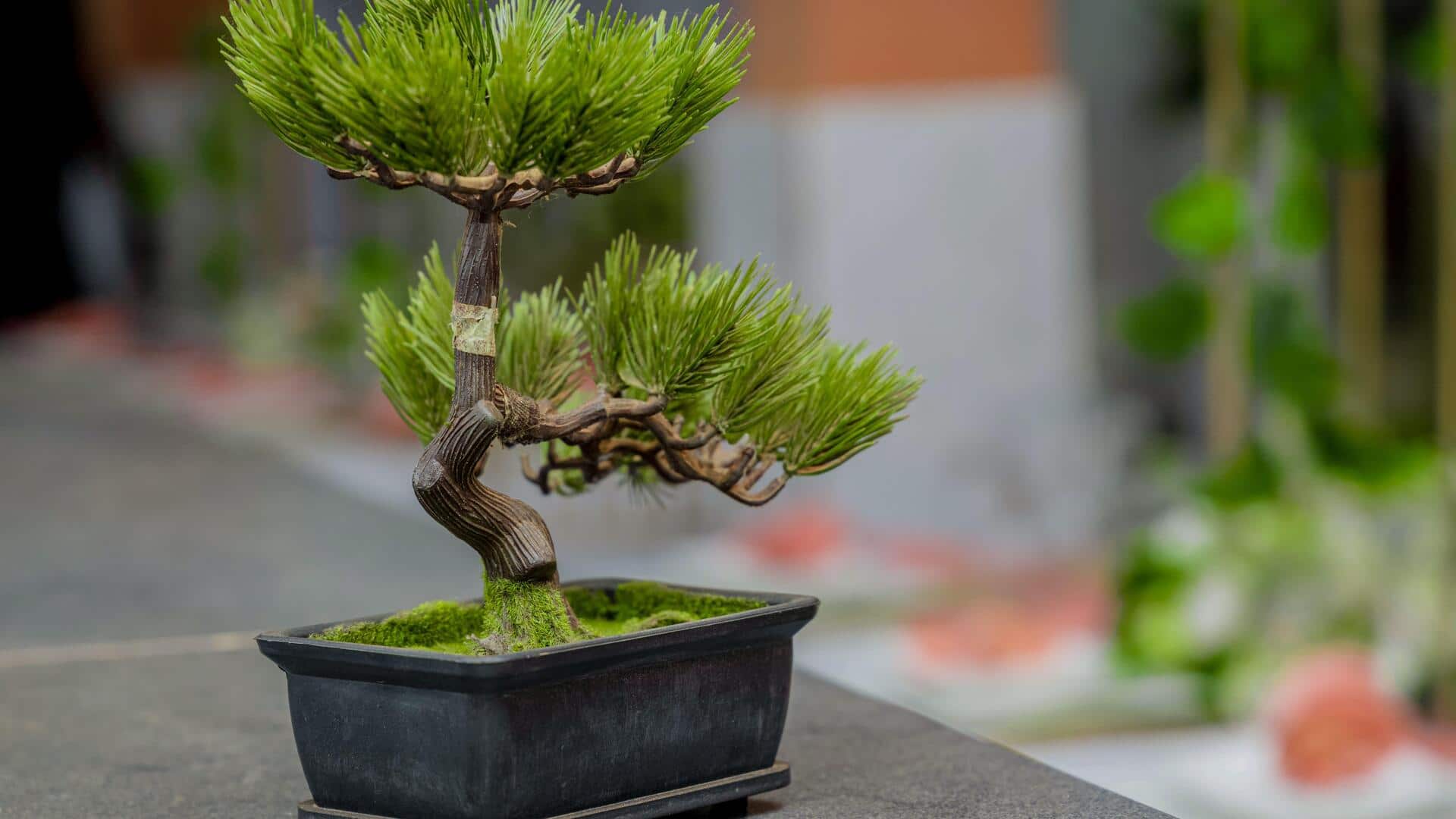 Love bonsai trees? Here's how to grow one indoors