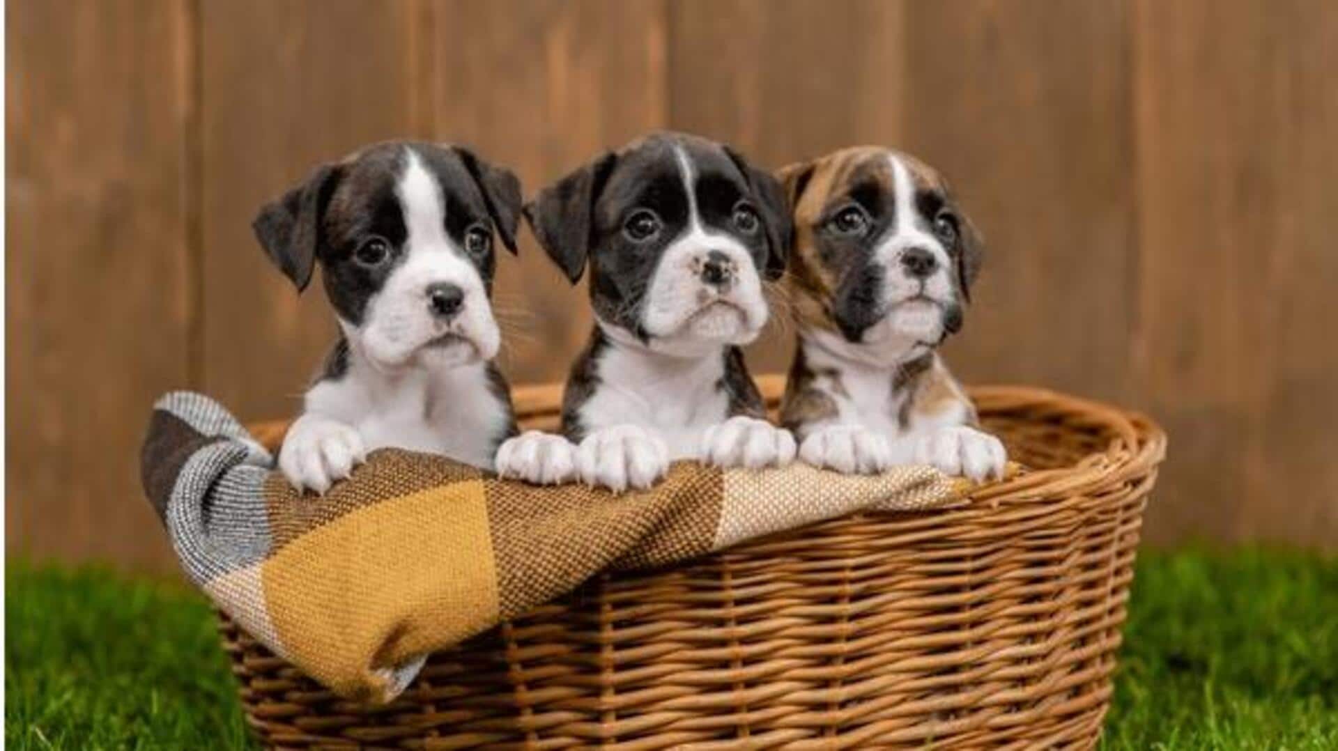 Boxer puppy socialization tips their owners should know