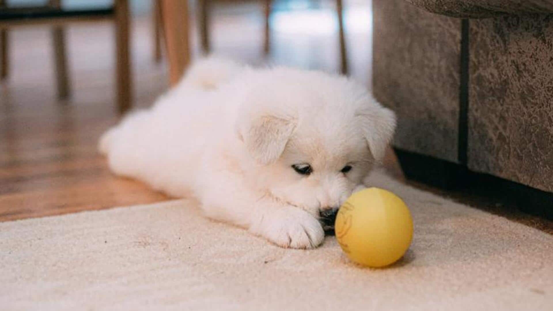 Tap into the exercise regimen of Samoyeds