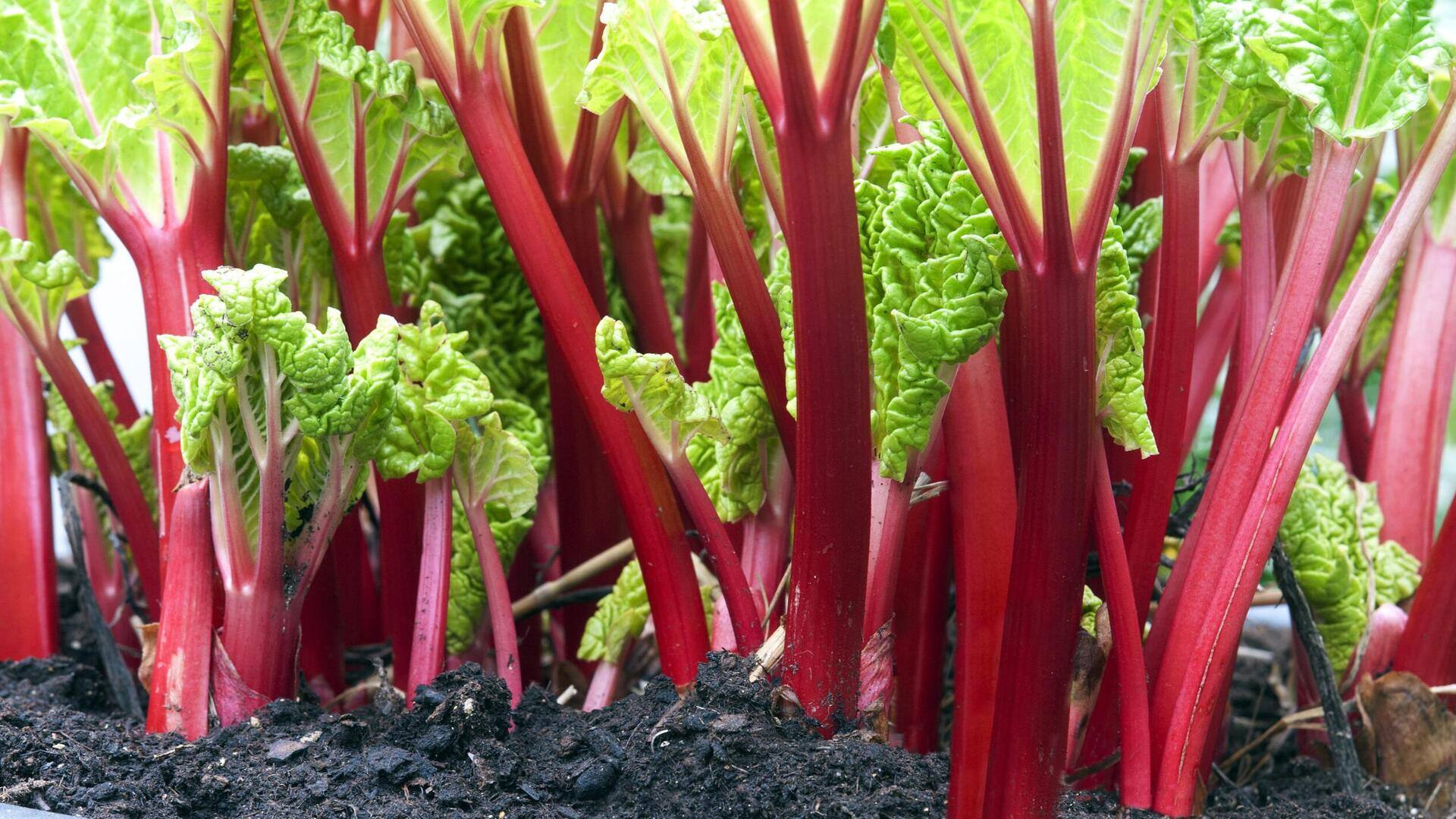 Growing tart rhubarb in outdoor permaculture beds