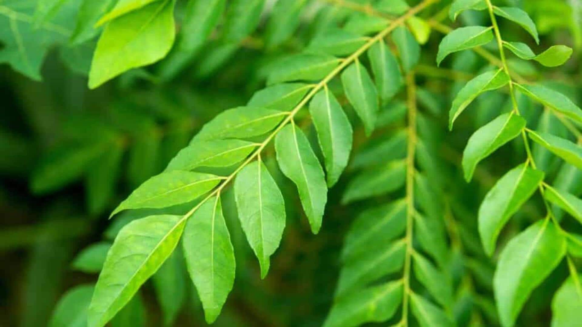 Why every kitchen needs curry leaves Why every kitchen needs curry leaves
