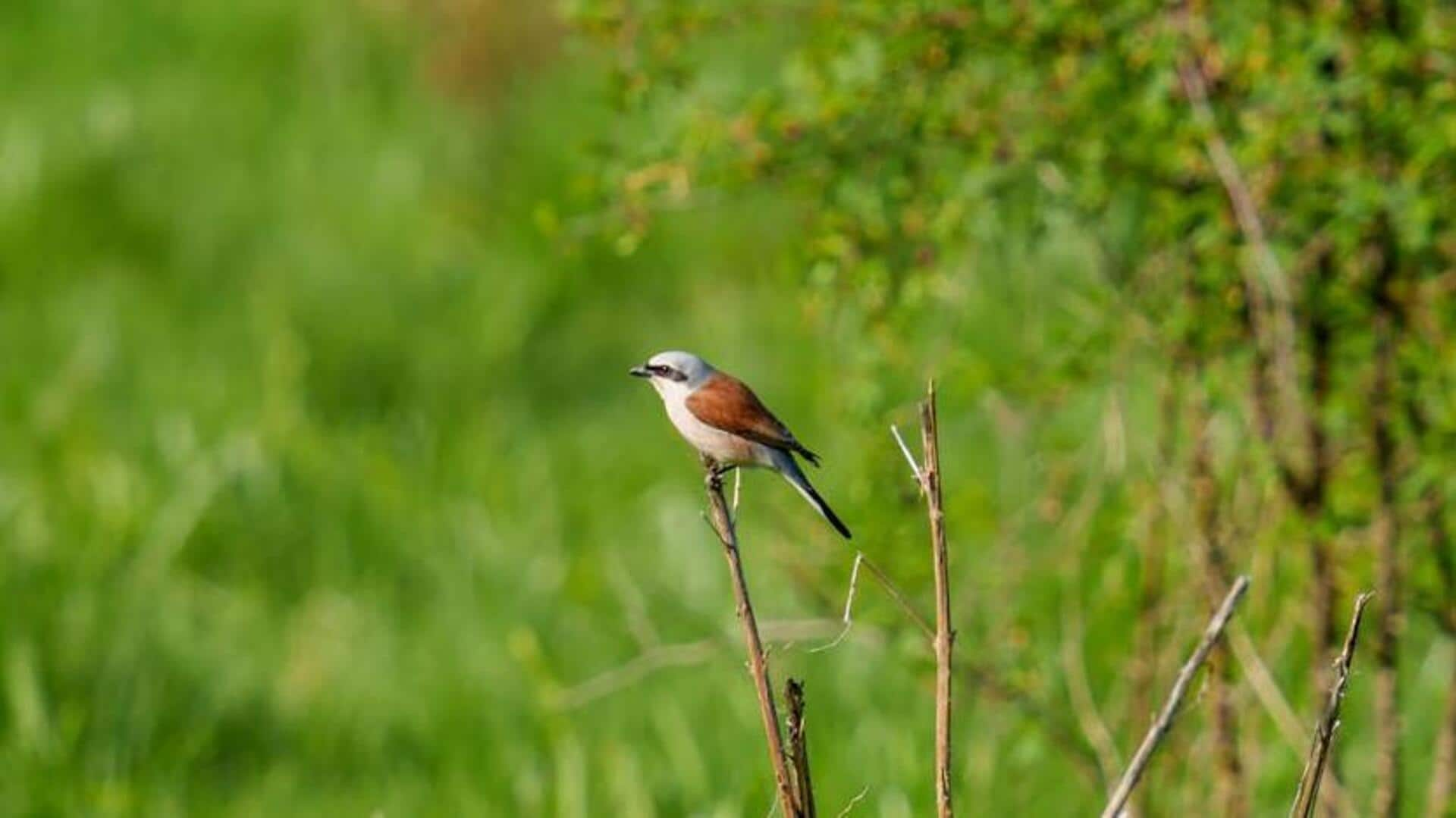 Bird-watching bliss in Monteverde, Costa Rica