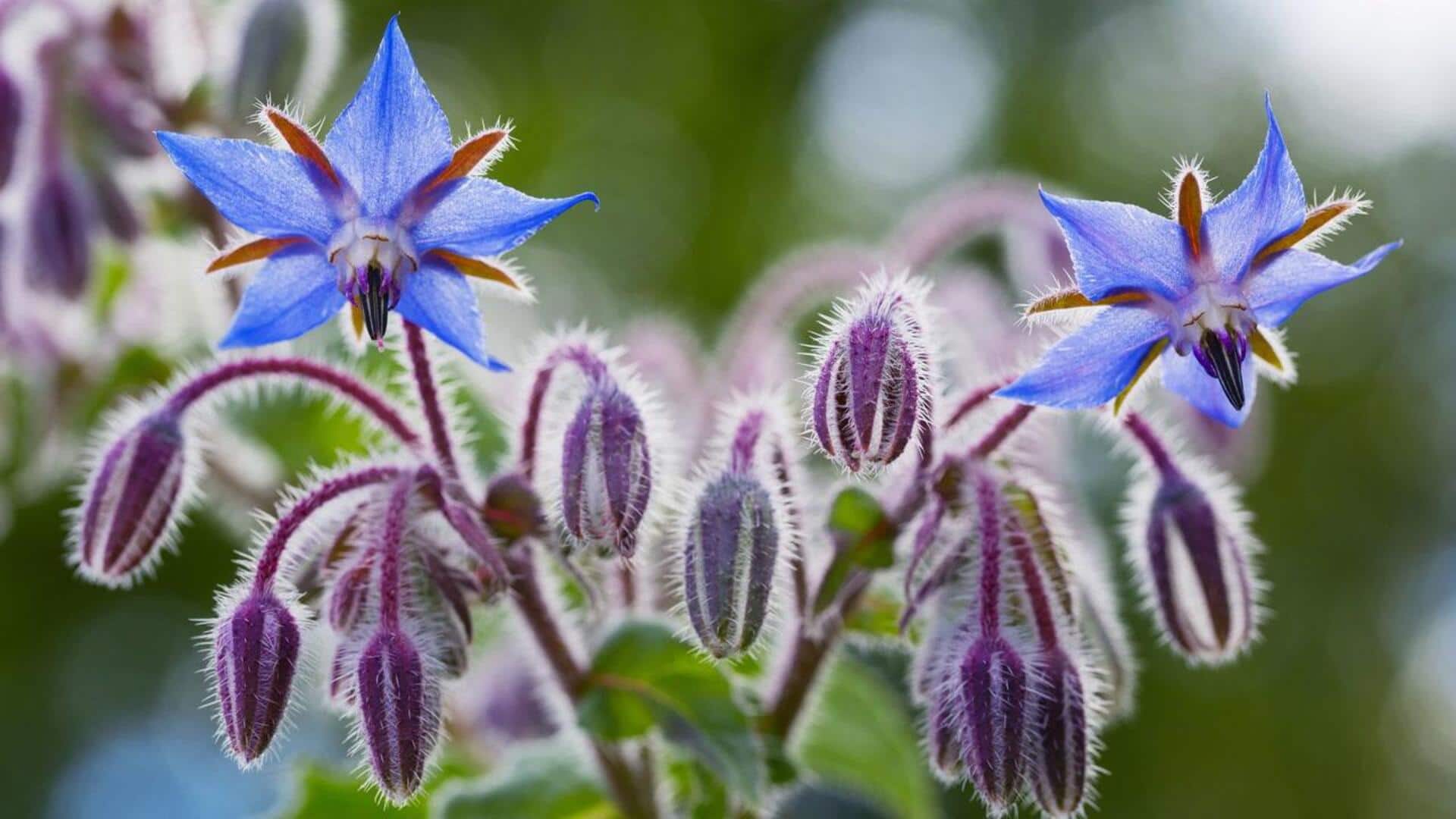 How to grow borage at home How to grow borage at home