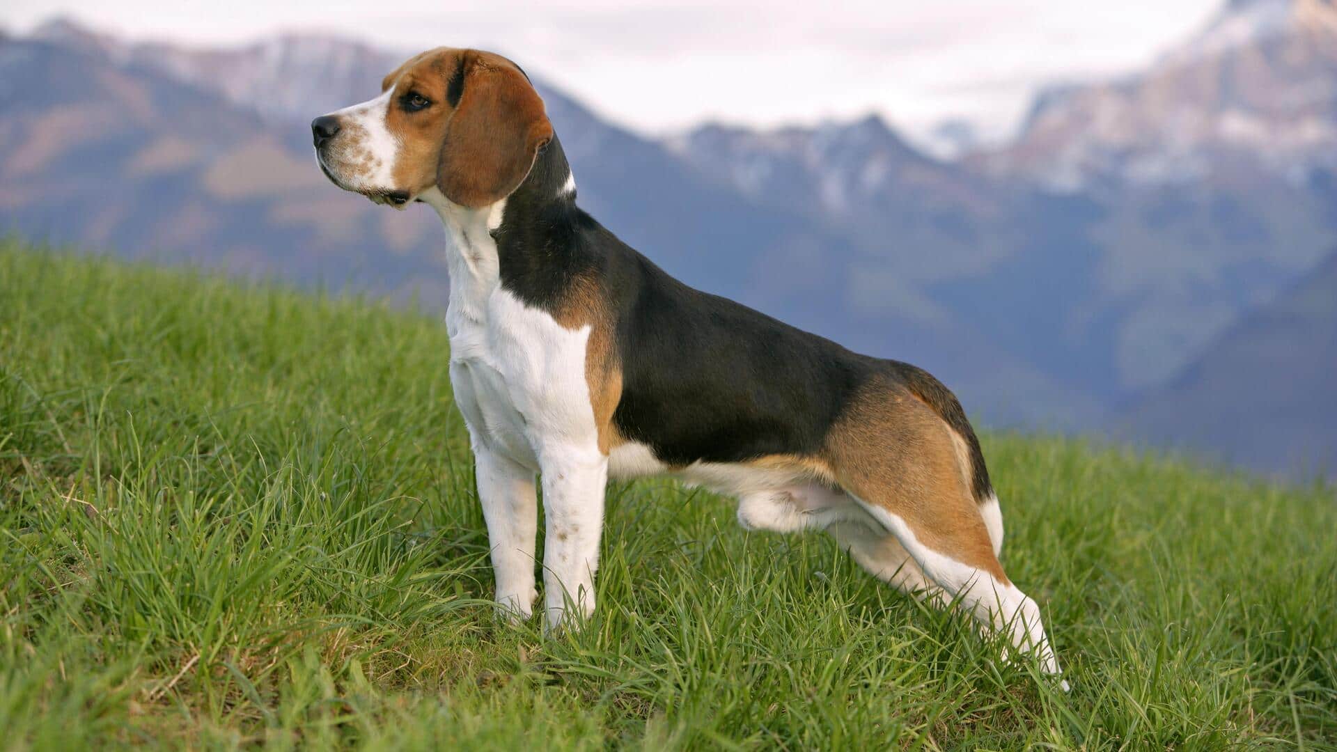 Is your Beagle experiencing separation anxiety? These solutions will help