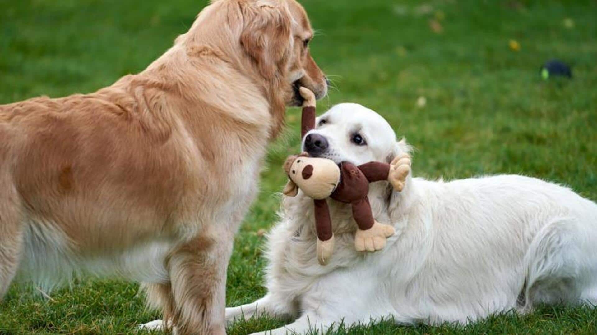 Indoor games every smart dog will love Indoor games every smart dog will love